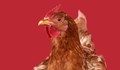 Френски учени: Кокошките се изчервяват, когато се ядосат