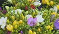 В очакване на Лазаровден и Цветница: Какви са цените на цветята?