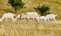 Италиански остров предлага безплатни кози, ако успеете да ги хванете