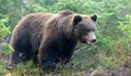 Мечка нападна лесничей в Словакия