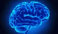 Човешкият мозък е нараснал със 7% за последните петдесет години