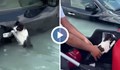 Спасиха котка, впила нокти в дръжката на врата на кола, за да не се удави