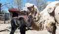 Камилче се роди в зоопарка във Варна