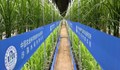 Китай разработи бързорастящ ориз в пустинни условия