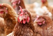 Завръщането на птичия грип повишава цените на яйцата по света