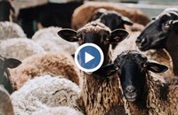 Откраднаха агнета и овце за 5000 лева в Монтанско