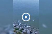 Мъртва риба изплува край Гребната база в Пловдив