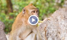 Полицаи гонят маймуни с прашки в Тайланд