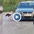 Агресивен щъркел атакува коли в Луковит