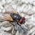 Как да се отървем от летящите насекоми без да ползваме химикали?