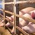 Умъртвиха 11 500 свине заради африканска чума в Южна Румъния