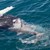 Учен засне за пръв път как акула умъртвява 10-метров кит