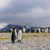 Откриха голям брой мъртви пингвини в Антарктида