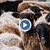 Откраднаха агнета и овце за 5000 лева в Монтанско