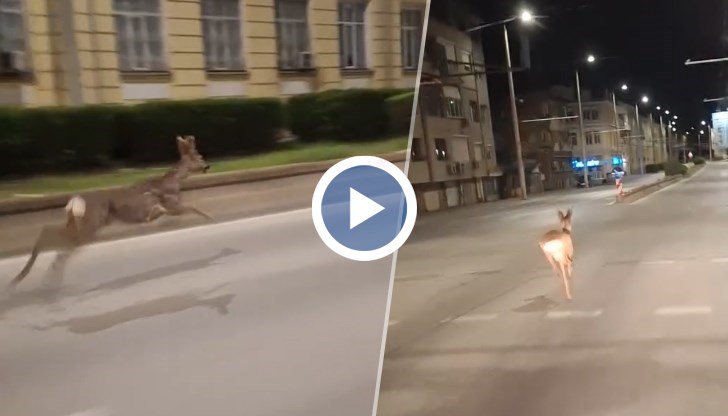 Нощем в града все по-често се виждат виждат таралежи и лисици