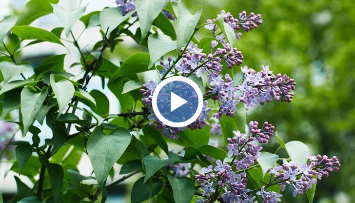 От сряда започва захлаждане