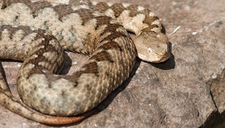 Вече има десетки сигнали за забелязани влечуги