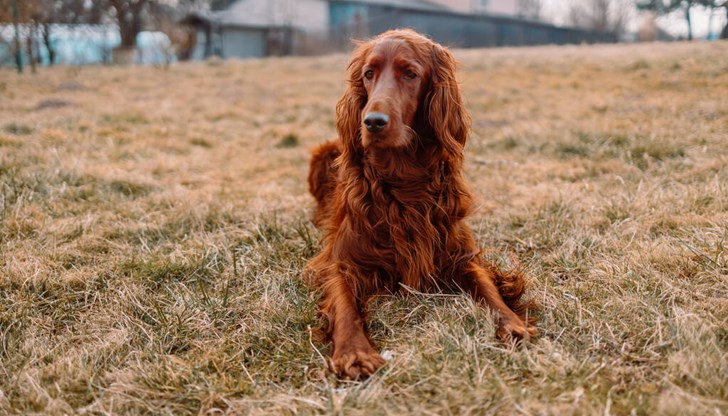 Случаят е от габровското село Янковци