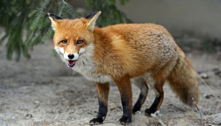 Специално оборудвани самолети ще разпръснат около 1,5 милиона примамки от въздуха, а в нелетателните зони ваксините ще бъдат заложени ръчно