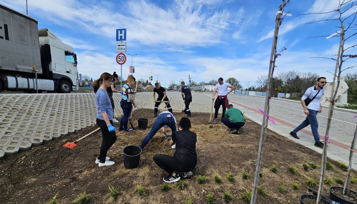 Бяха засадени различни видове храсти и дървета
