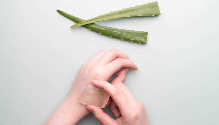 Нанесете пулпа от листа на алое вера върху изгореното място, то действа като естествен анестетик Нанесете пулпа от листа на алое вера върху изгореното място, то действа като естествен анестетик