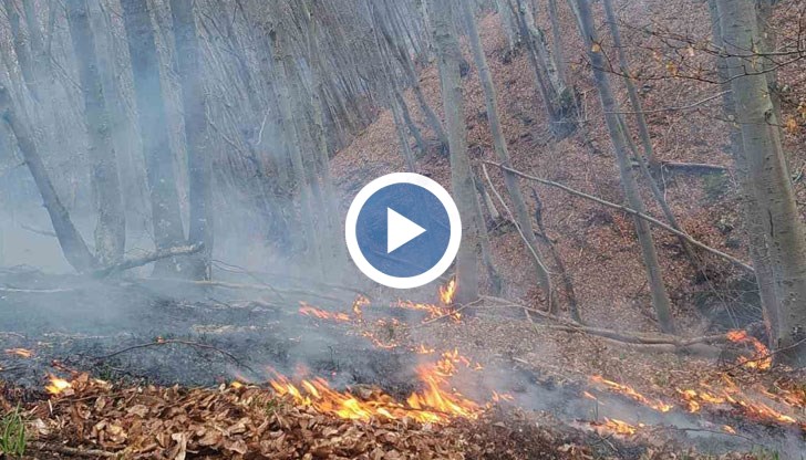Гори държавен горски фонд