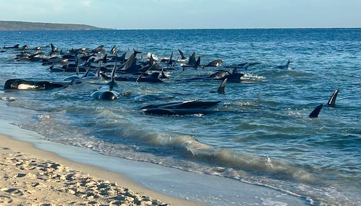 Двайсет и шест екземпляра вече са мъртви