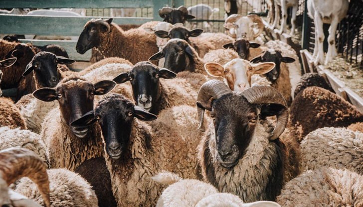 Задигнаха 15 овце в Разградско
