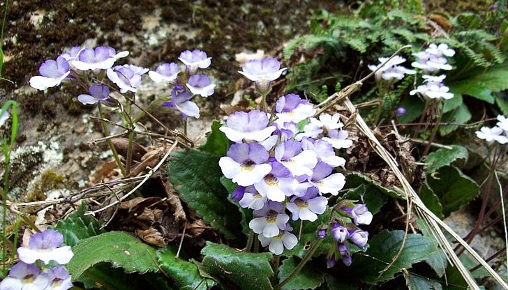 Това е ендемичен за България вид "възкръсващо растение"