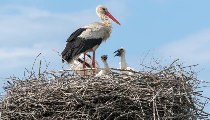 Температурите в Русе ще достигнат около 31 градуса