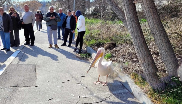 Водолюбивата птица е атракция на крайбрежната алея Водолюбивата птица е атракция на крайбрежната алея