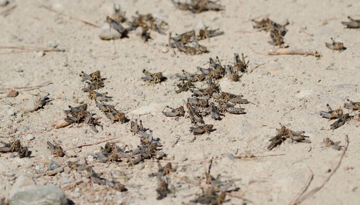 Вредителите са открити в село Купците, Община Джебел