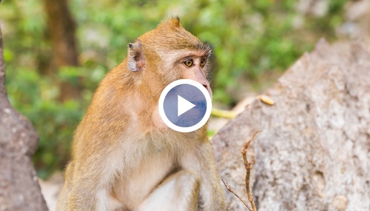 Полицаи гонят маймуни с прашки в Тайланд