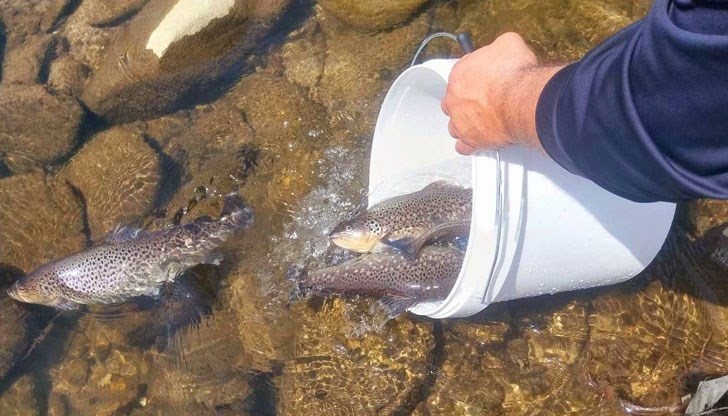 Инспектори към ИАРА пуснаха във водите 100 килограма риба