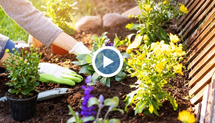Съвети за засаждане на цветя през пролетта