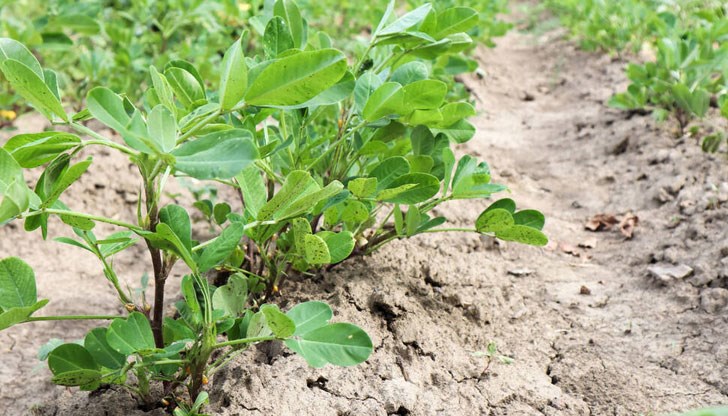 У нас най-отглежданите сортове фъстъци са Садово 2609 и Калина У нас най-отглежданите сортове фъстъци са Садово 2609 и Калина