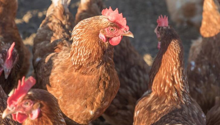 Причинителят на инфлуенца А е констатиран в птицевъден обект