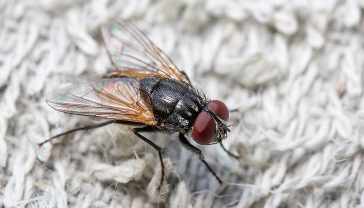 Лесни и евтини методи за справяне с досадниците