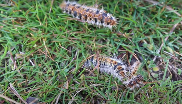 Когато насекомото бъде настъпано се разнася токсична отрова Когато насекомото бъде настъпано се разнася токсична отрова