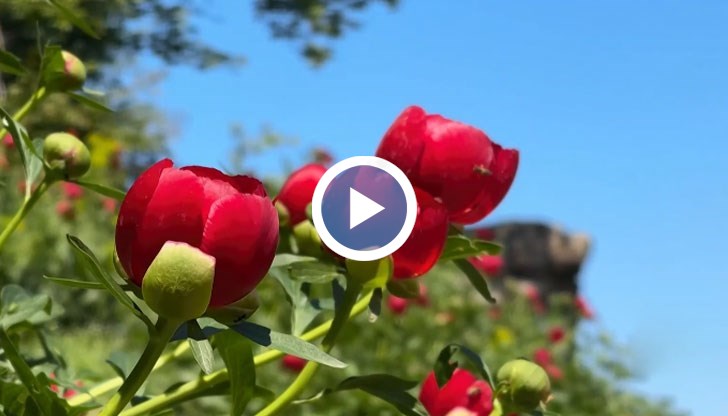 Къде цъфти Цветето на императорите?