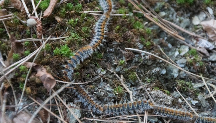 Борова процесионка предизвикала алергичен обрив на жената