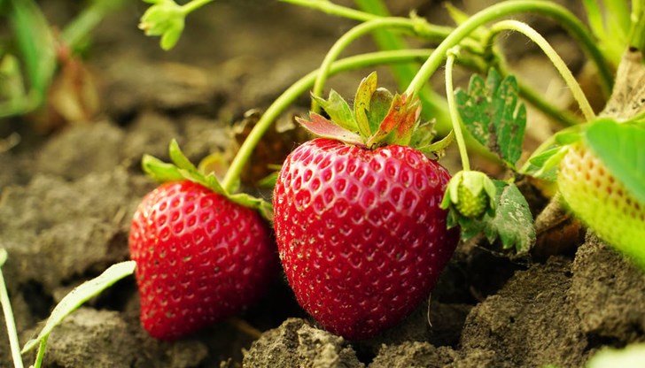 За засаждане на градински ягоди има два подходящи периода: през пролетта и есента