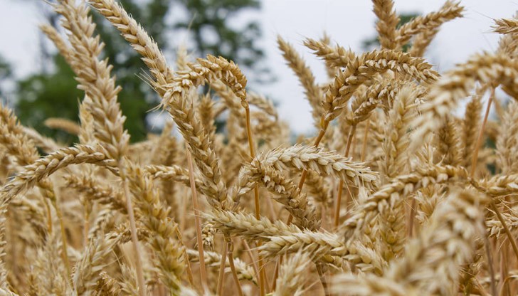 В последните сто години се наблюдава една и съща тенденция – уеднаквяват се отглежданите земеделски сортове и породи животни В последните сто години се наблюдава една и съща тенденция – уеднаквяват се отглежданите земеделски сортове и породи животни