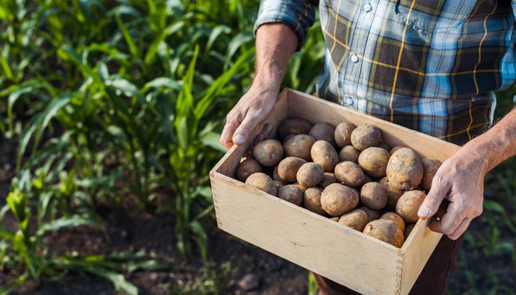Инфлацията, породена от валежите, повишава цените на картофите