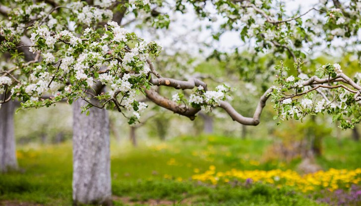Около и след обяд ще се развива купеста и купесто-дъждовна облачност Около и след обяд ще се развива купеста и купесто-дъждовна облачност