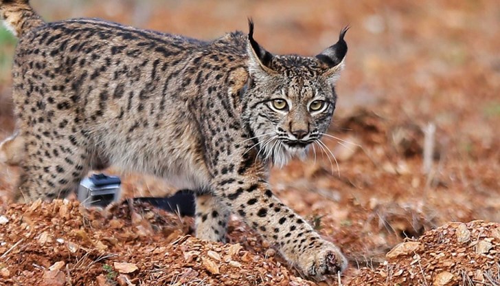 Занапред този хищник ще причинява все повече пакости в дивата природа заради забраната за лова му Занапред този хищник ще причинява все повече пакости в дивата природа заради забраната за лова му