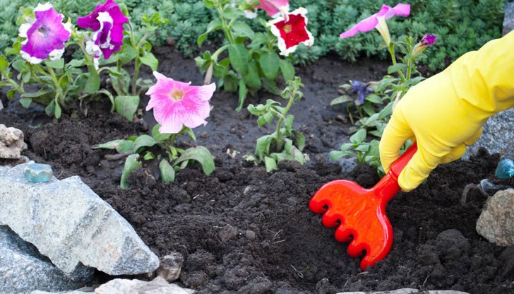 Съвети от експерти градинари Съвети от експерти градинари