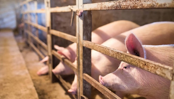 Първи случаи на заболяването бяха регистрирани преди няколко дни в село Негрени Първи случаи на заболяването бяха регистрирани преди няколко дни в село Негрени