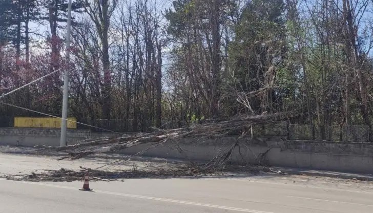 Движението на тролейбусите по бул."Трети март" за близо час беше прекъснато до отстраняване на повредата