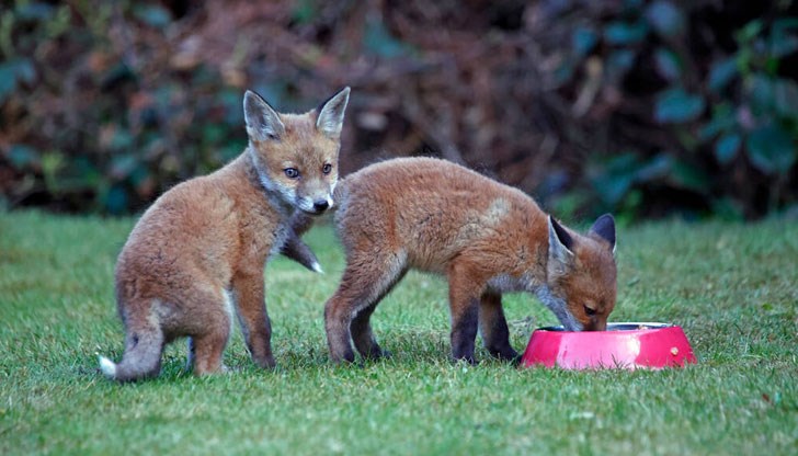 Археологически открития показват, че отделни лисици са били опитомявани от хората